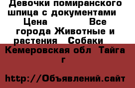 Девочки помиранского шпица с документами › Цена ­ 23 000 - Все города Животные и растения » Собаки   . Кемеровская обл.,Тайга г.